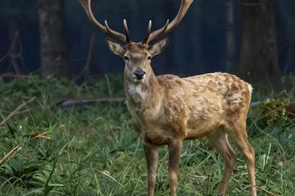 Ciervo sereno observa un claro de bosque iluminado suavemente