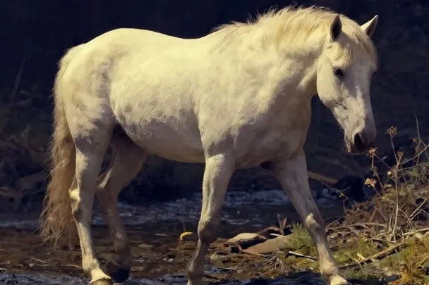 Caballo blanco camina con calma junto a un arroyo