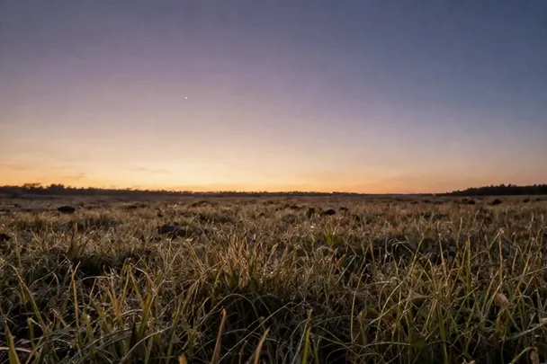 Amanecer dorado sobre un prado húmedo después de la noche.