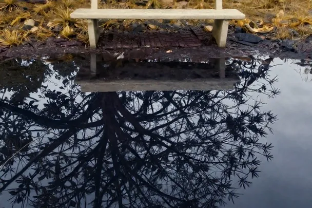 Árbol reflejado en un estanque junto a un banco vacío.