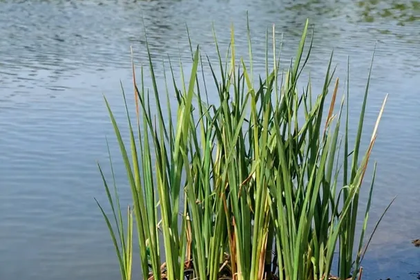 Juncos flexibles que crecen junto a una orilla tranquila.