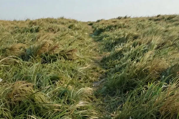 Sendero firme que asciende suavemente entre hierbas resistentes.