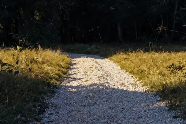 Sendero que sale de un bosque oscuro hacia una pradera luminosa.