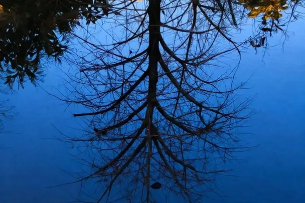 Ramas se reflejan de forma suave en el agua de un estanque al atardecer