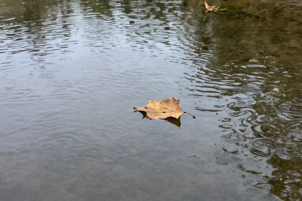 Hoja otoñal flotando suavemente hacia una orilla abierta.