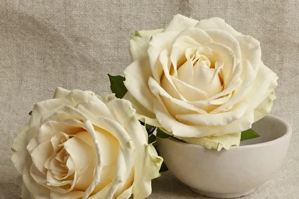 Rosa fresca preparada con una cinta de lino sobre una mesa.
