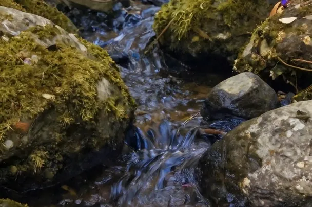 A narrow stream gently divides around a smooth stone in a quiet woodland.