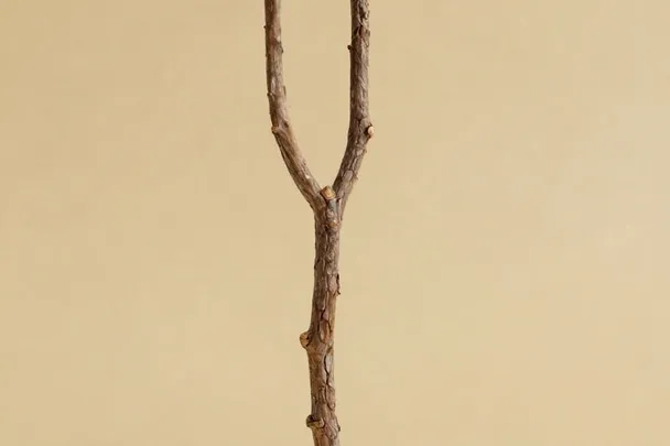 A natural forked branch rests on pale wood with both ends clearly separated.