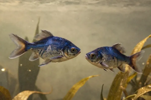 Two small fish swim through clear water beside soft aquatic plants.