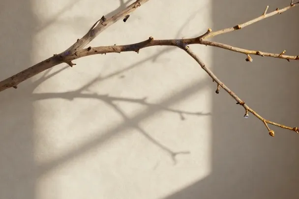 Sunlight through branching twigs casts a divided shadow on a clear wall.