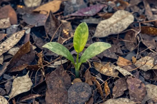 New leaves unfurl beside a curled older leaf under clear morning light.