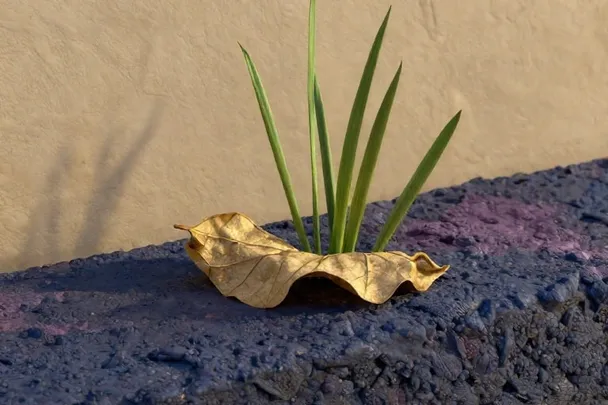 Fresh green shoots grow beside a folded dry leaf on a garden wall.