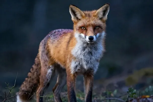 Zorro atento en el borde de un bosque iluminado al amanecer