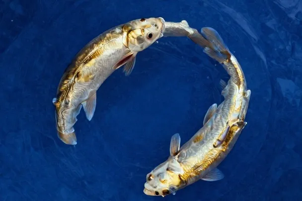 Dos peces nadan en sentidos complementarios bajo una luz azul suave