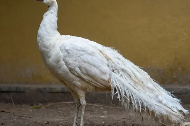 Pavo real de plumaje blanco y ojos oscuros con la cola plegada en un jardín.