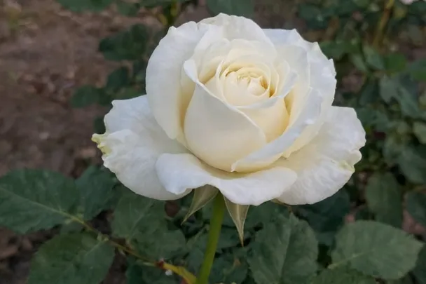Rosa blanca abriéndose entre hojas verdes con luz de amanecer.