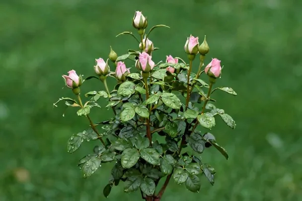 Pequeño rosal con brotes nuevos después de la lluvia.
