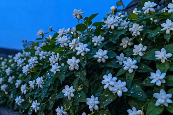 Flores blancas de jazmín en un jardín al anochecer.