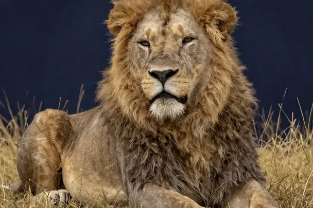 León de expresión serena descansa entre hierbas doradas