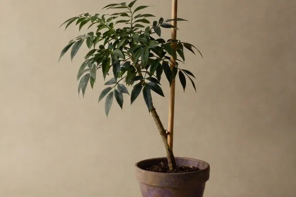 Planta joven inclinada junto a un soporte sencillo de madera.