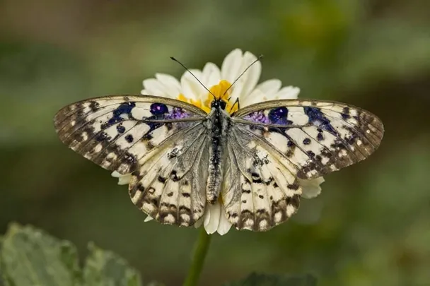 Mariposa posada entre flores abiertas en un jardín.