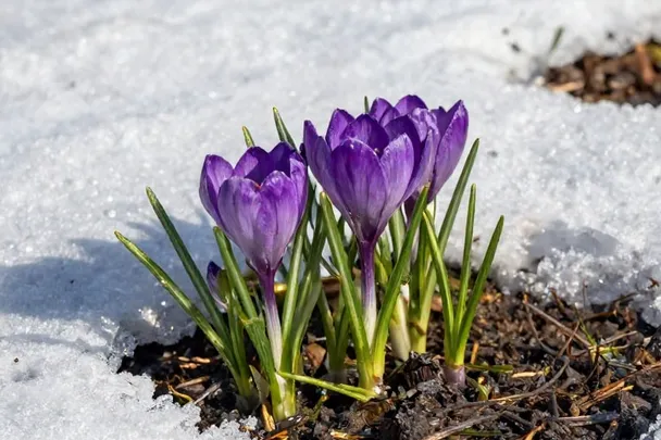 Flores de primavera junto a nieve que se derrite.