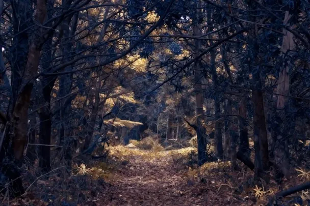 Sendero del bosque emerge de una zona de sombra hacia un claro