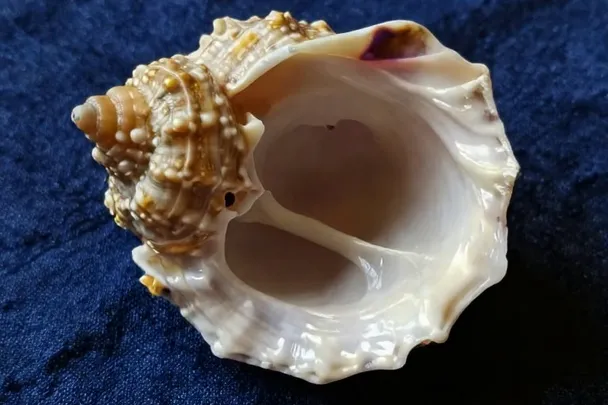 Concha en espiral descansa sobre una tela azul de pliegues suaves