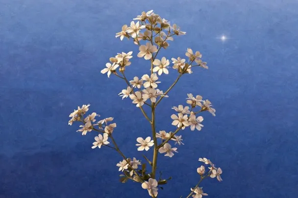 Flor silvestre se abre junto a agua quieta antes del amanecer