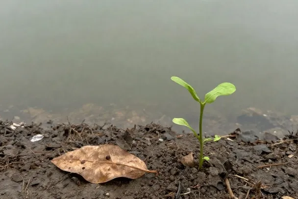 Hoja seca y brote verde sobre la orilla de un estanque.