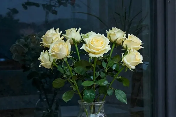 Rosas reflejadas suavemente en una ventana al anochecer.