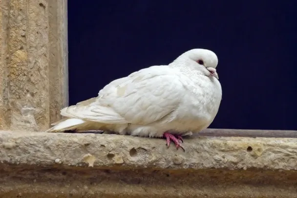 Paloma blanca descansa en el alféizar de una ventana iluminada
