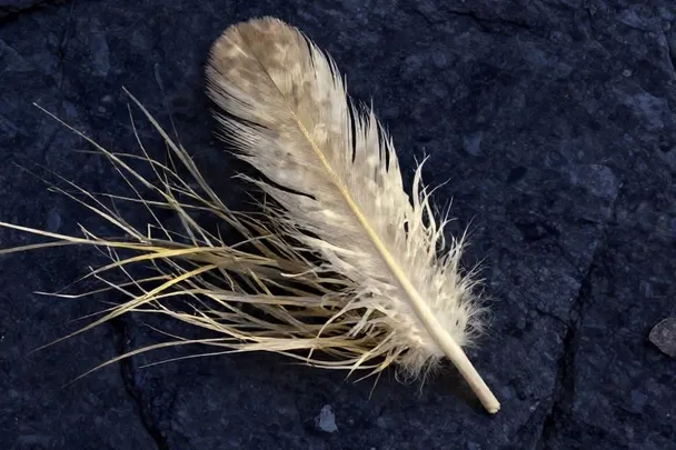Pluma clara sobre una piedra lisa expuesta al viento.