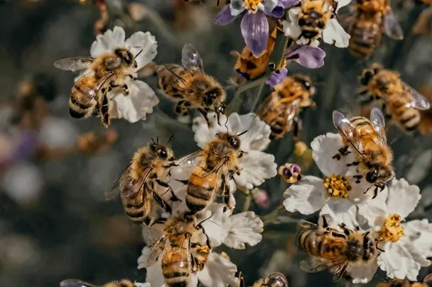Abejas tranquilas recogen polen en un prado florido