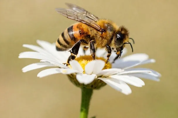 Abeja posada en el centro de una flor sencilla.