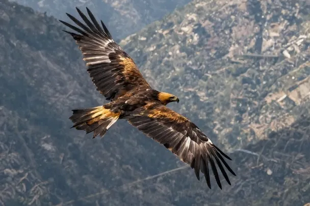 Águila real planea con las alas extendidas sobre un valle