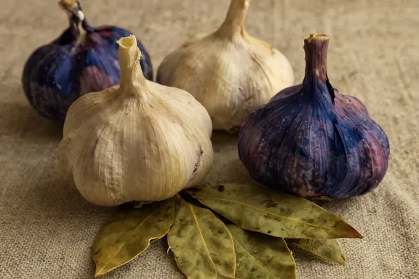 Cabezas de ajo frescas reposan junto a hojas de laurel sobre lino