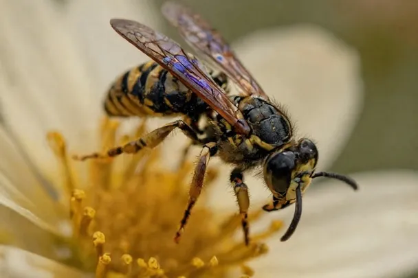 Avispa solitaria descansa sobre una flor en un jardín abierto