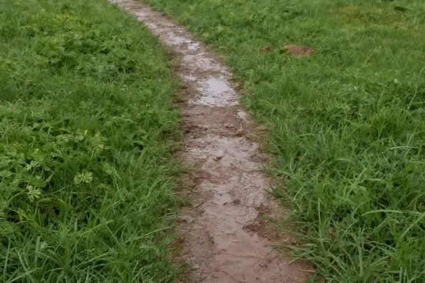 Sendero de barro húmedo cruza un campo después de la lluvia