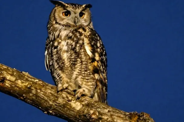 Búho sereno observa el bosque desde una rama al anochecer