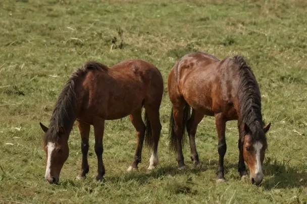 Dos caballos sanos pastan separados en una pradera