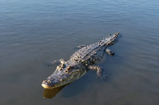 Cocodrilo sano flota a distancia en agua tranquila