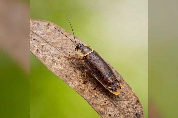 Una cucaracha de bosque avanza sobre una hoja seca