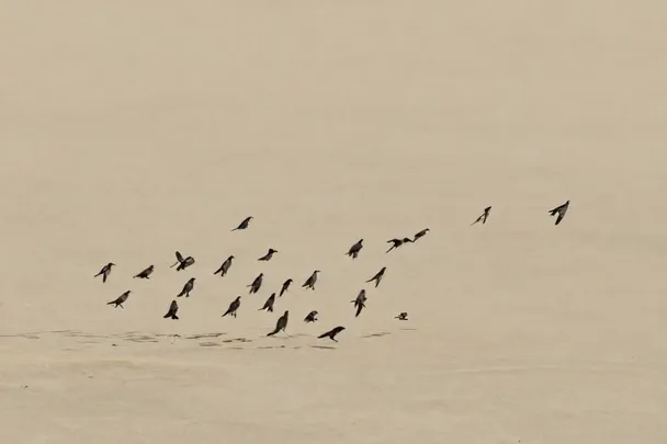 Aves levantan el vuelo de repente sobre un campo vacío