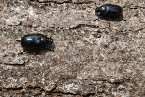 Dos escarabajos sanos avanzan separados sobre corteza