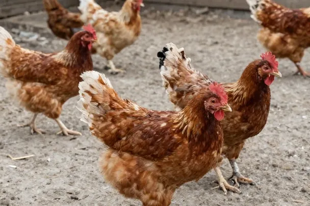 Gallinas sanas caminan por un corral rural limpio