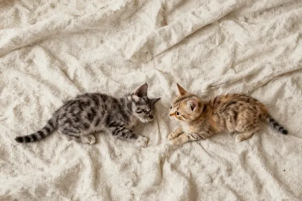 Dos gatitos descansan separados en una manta clara.