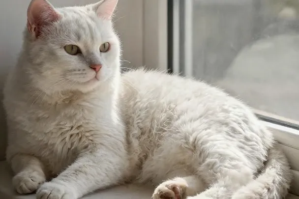 Gato blanco sano descansa en un alféizar soleado