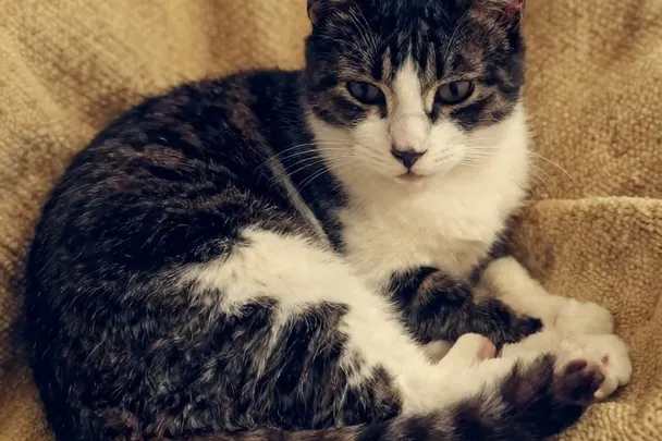 Gato tranquilo descansa acurrucado sobre una manta suave