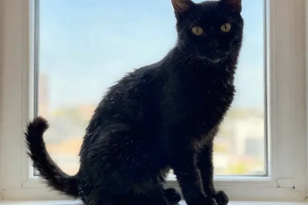Gato negro sentado junto a una ventana, con la cola y las patas visibles.